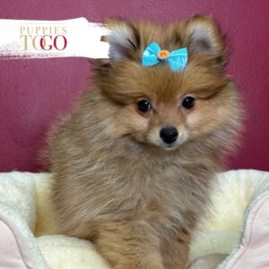 Pomeranian puppies sale Miami F Orange/White #5479
