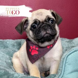 PUG For Sale Miami M Fawn/Sable #0507