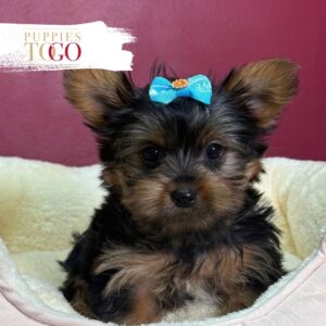 Yorkie Puppies Miami Black/Tan #4382