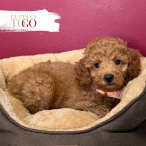 Mini GoldelDoodle for sale Miami M Red #6143