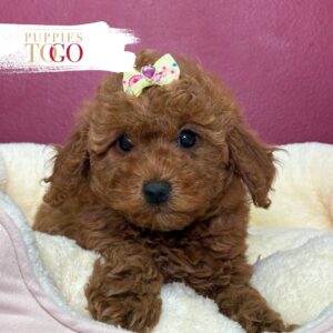 Poodle puppies Miami F Red #3951