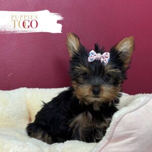 Yorkshire Terrier Puppies Miami F Black/Tan #7261