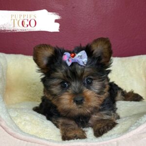 Yorkie Puppies Miami F Black/Tan #4381