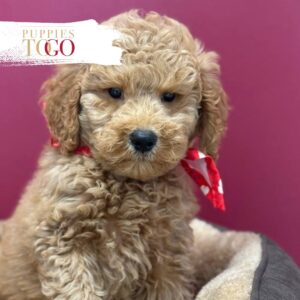 Mini GoldelDoodle Puppies Sale Miami M Red #6255