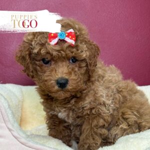 Poodle Puppies for Sale F Red #8413
