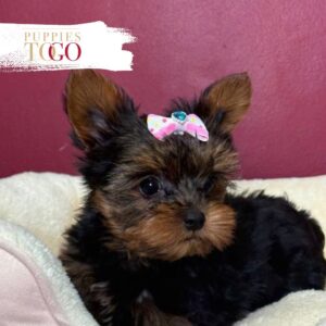 Yorkie Puppies Sale Miami F Black/Tan #6621
