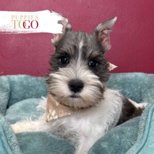 Mini Schnauzer puppies for sale Miami M Salt/Pepper Parti #3500