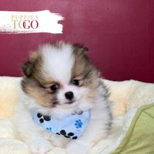 Pomeranian puppies sale Miami M White/Sable #8414