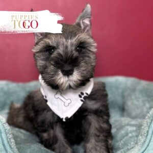 Mini Schnauzer puppies for sale Miami M Black/silver #3515