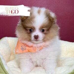 Pomeranian puppies sale Miami M White/Brown #8418