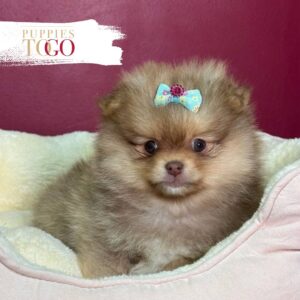 Pomeranian puppies sale Miami F Fawn/White #8406