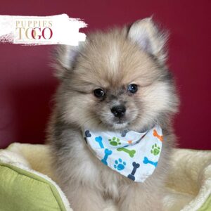 Sable male Pomeranian puppy #2348 at Puppies To Go in Miami