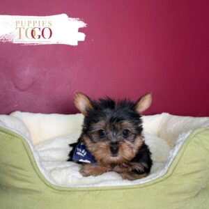 Black/Tan male Yorkshire Terrier puppy at Puppies To Go in Miami