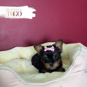 Blue/Gold female Yorkshire Terrier puppy at Puppies To Go in Miami