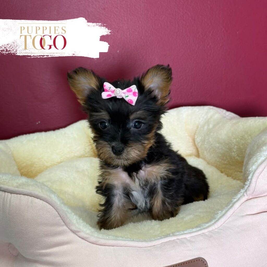 Blue/Gold female Yorkshire Terrier puppy at Puppies To Go in Miami