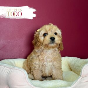 Red female Cavapoo puppy at Puppies To Go in Miami