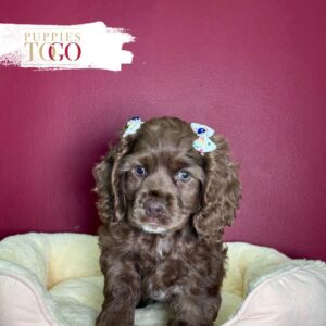 Chocolate female Cocker Spaniel puppy at Puppies To Go in Miami