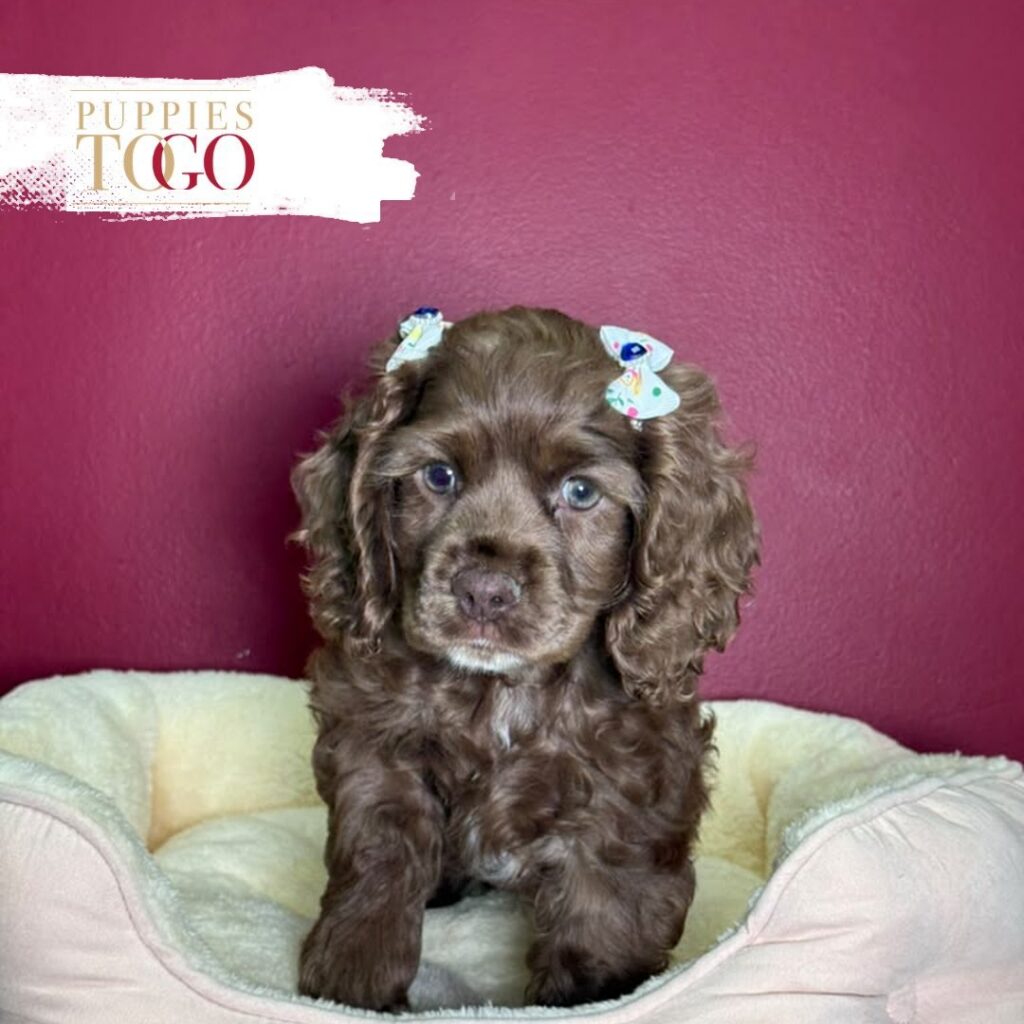 Chocolate female Cocker Spaniel puppy at Puppies To Go in Miami