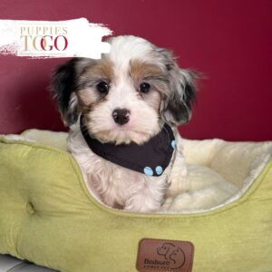 Merle male Cavapoo puppy at Puppies To Go in Miami