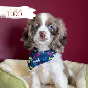 Chocolate merle parti male Cocker Spaniel puppy #3373 at Puppies To Go in Miami