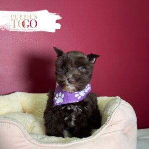 Chocolate female Mini Schnauzer puppy at Puppies To Go in Miami