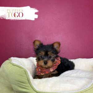 Black/Tan male Yorkshire Terrier puppy at Puppies To Go in Miami