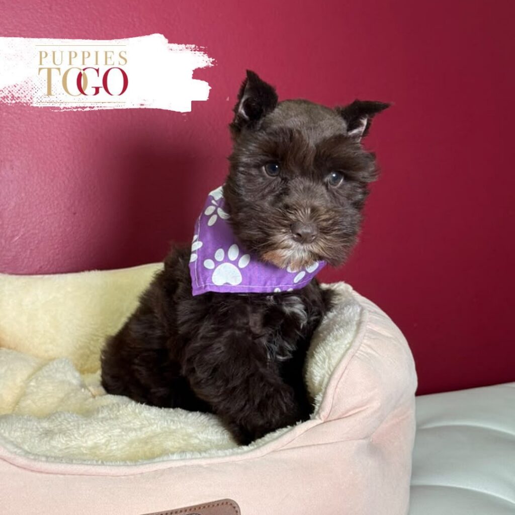 Chocolate female Mini Schnauzer puppy at Puppies To Go in Miami
