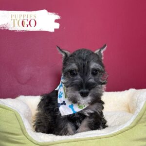 Black/Silver male Mini Schnauzer puppy at Puppies To Go in Miami