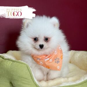 White male Pomeranian puppy #7207 at Puppies To Go in Miami