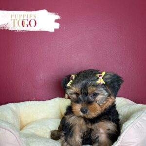 Black/Tan female Yorkshire Terrier puppy at Puppies To Go in Miami