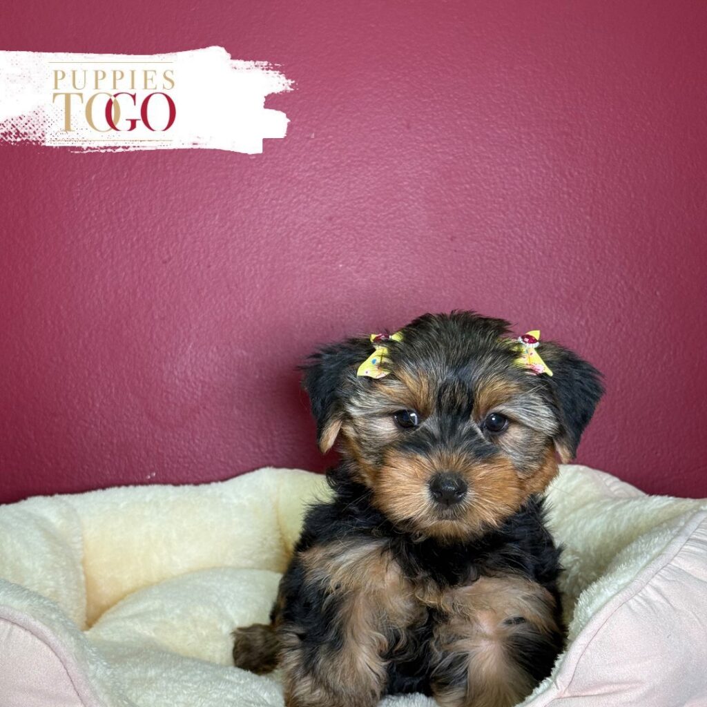 Black/Tan female Yorkshire Terrier puppy at Puppies To Go in Miami