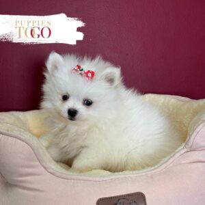 White female Pomeranian puppy #7204 at Puppies To Go in Miami
