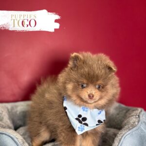 Chocolate/Tan male Pomeranian puppy at Puppies To Go in Miami