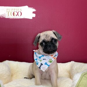Fawn male Pug puppy at Puppies To Go in Miami