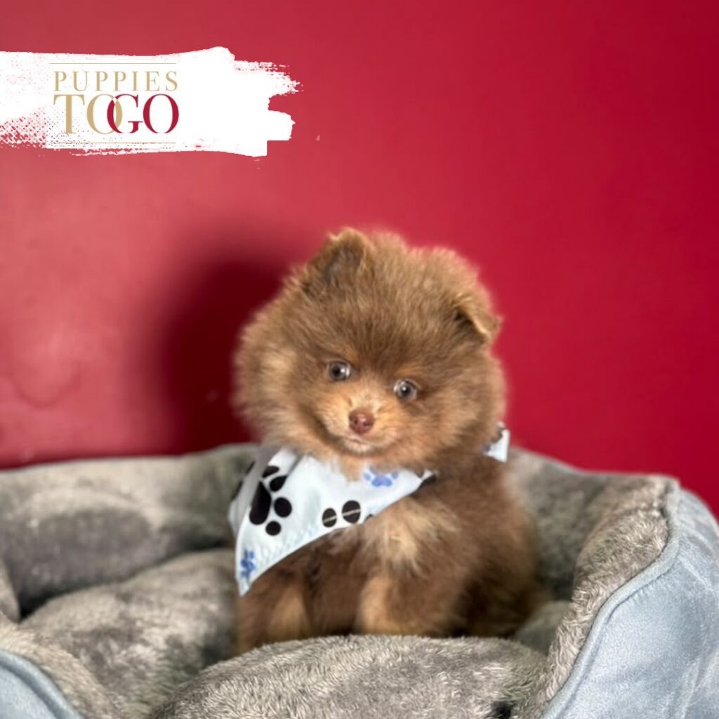 Chocolate/Tan male Pomeranian puppy at Puppies To Go in Miami