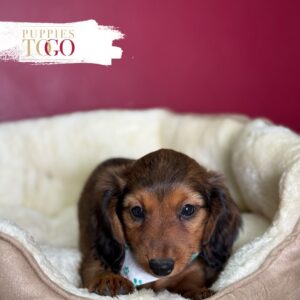Sable male Dachshund puppy at Puppies To Go in Miami