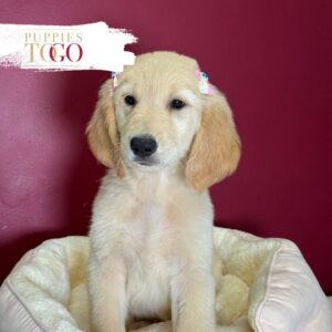 Golden female Golden Retriever puppy #8420 at Puppies To Go in Miami