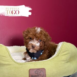 Red/White male Mini Goldendoodle puppy at Puppies To Go in Miami