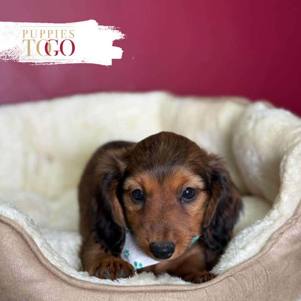 Sable male Dachshund puppy at Puppies To Go in Miami