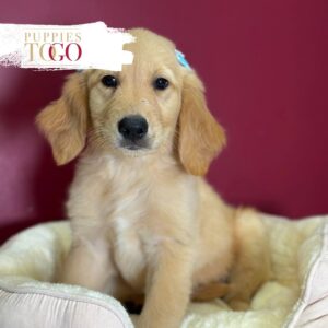 Golden female Golden Retriever puppy #8410 at Puppies To Go in Miami