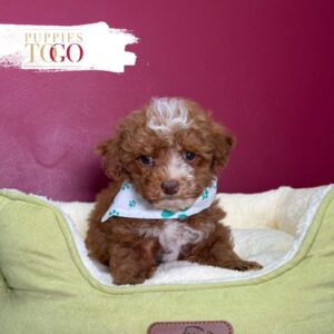 Red/White male Mini Goldendoodle puppy at Puppies To Go in Miami