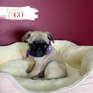 Fawn female Pug puppy at Puppies To Go in Miami