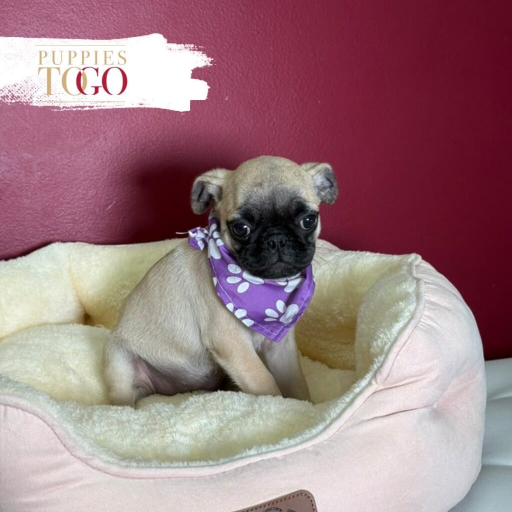 Fawn female Pug puppy at Puppies To Go in Miami