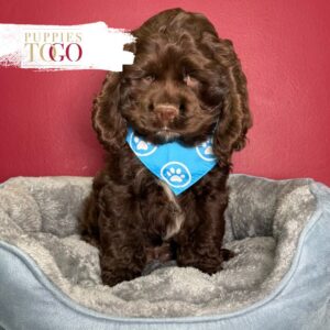 Chocolate male Cocker Spaniel puppy at Puppies To Go in Miami