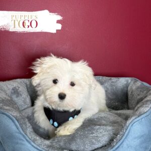 White female Maltese puppy #4863 at Puppies To Go in Miami