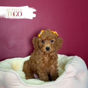 Red female Mini Goldendoodle puppy at Puppies To Go in Miami