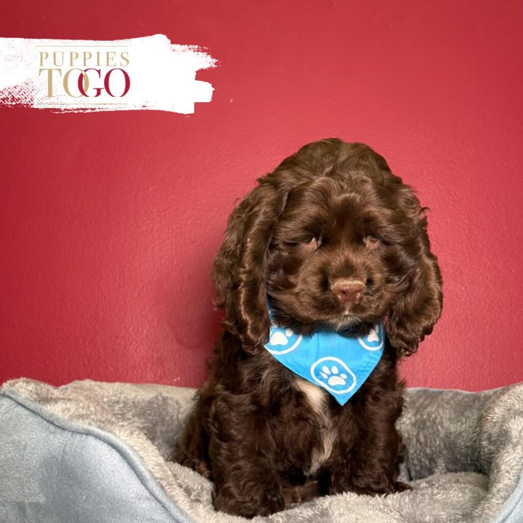 Chocolate male Cocker Spaniel puppy at Puppies To Go in Miami