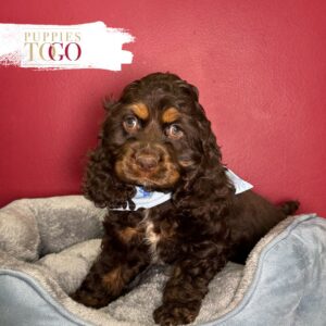 Chocolate male Cocker Spaniel puppy at Puppies To Go in Miami