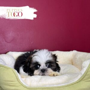 Tri-Color male Shih Tzu puppy at Puppies To Go in Miami