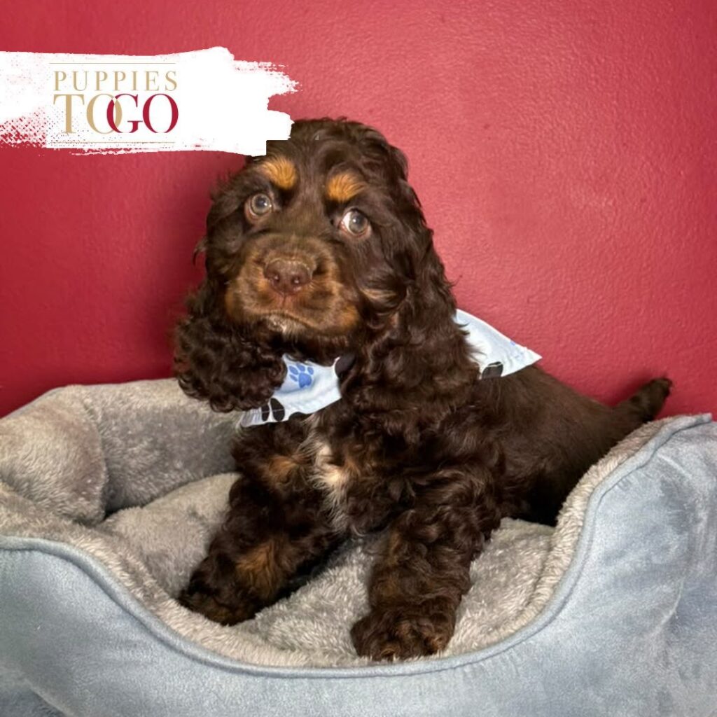 Chocolate male Cocker Spaniel puppy at Puppies To Go in Miami